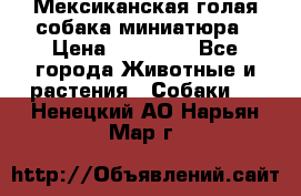 Мексиканская голая собака миниатюра › Цена ­ 53 000 - Все города Животные и растения » Собаки   . Ненецкий АО,Нарьян-Мар г.